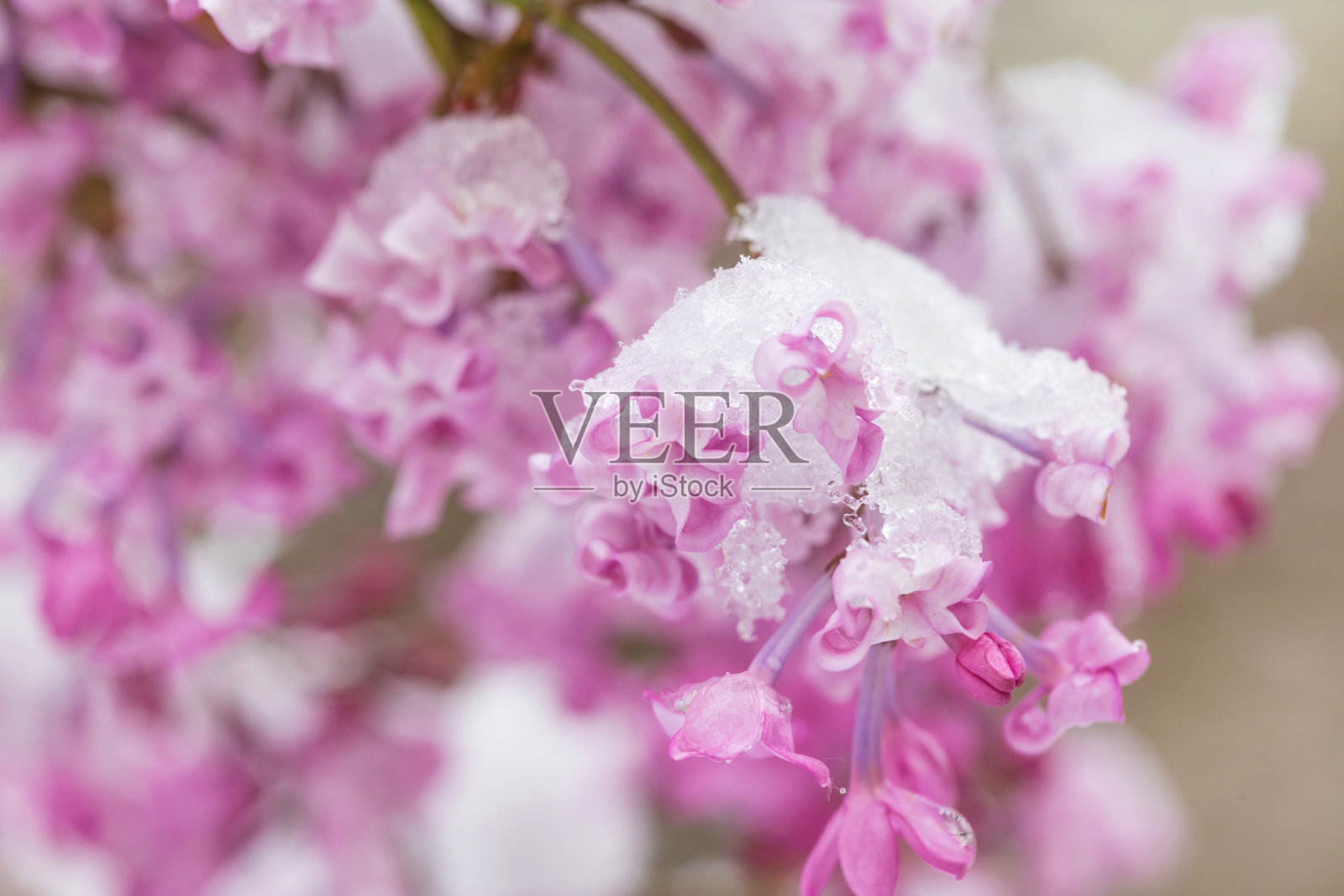 丁香花覆盖着冰雪照片摄影图片