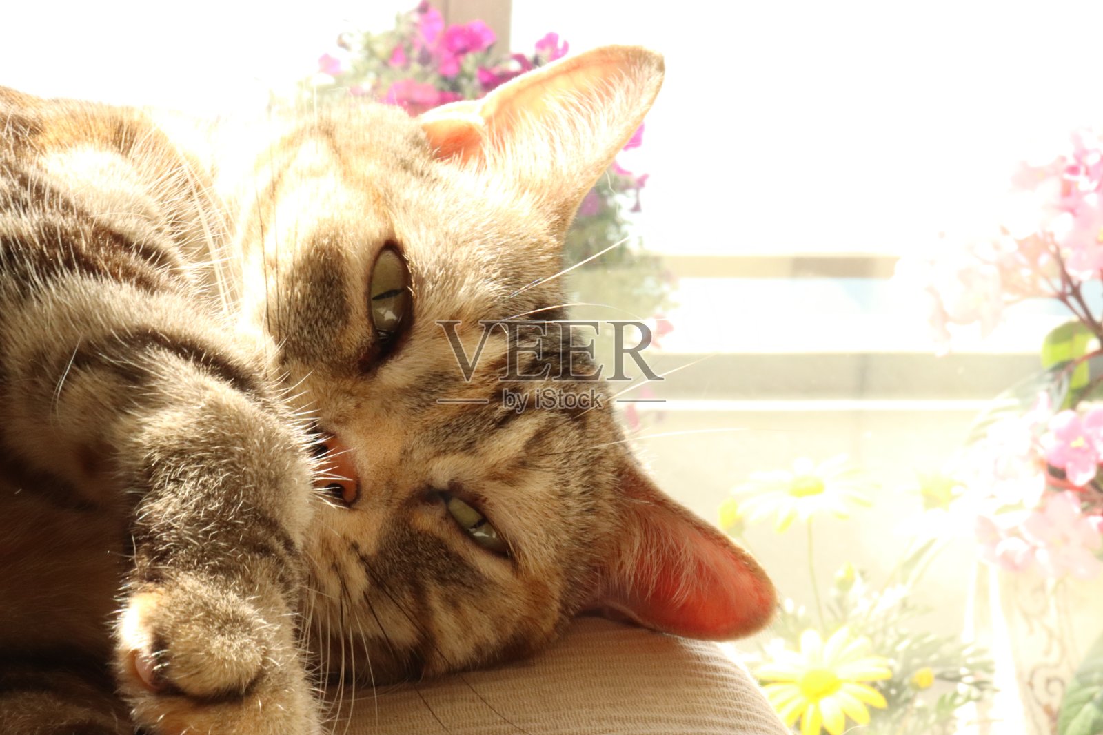 一只非常可爱的猫躺在阳光下。照片摄影图片