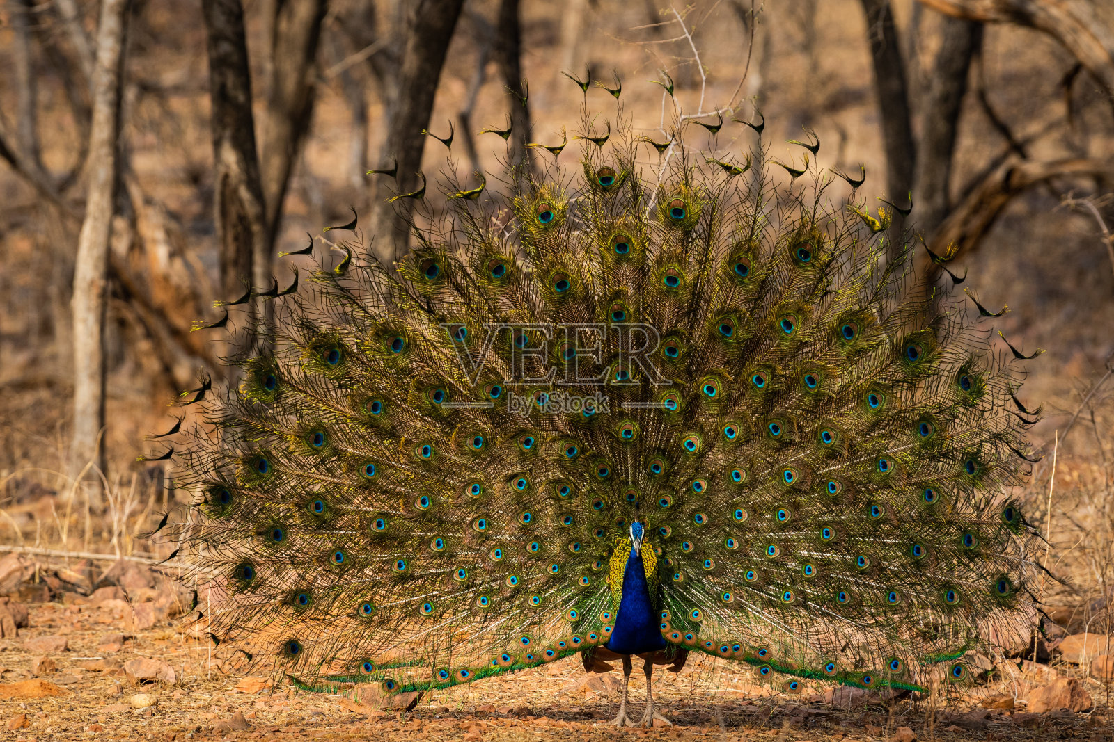 在印度拉贾斯坦邦的萨瓦伊马多普尔的兰瑟姆伯尔国家公园或老虎保护区，孔雀或雄性孔雀舞动着丰富多彩的翼展来吸引雌性伴侣进行交配照片摄影图片