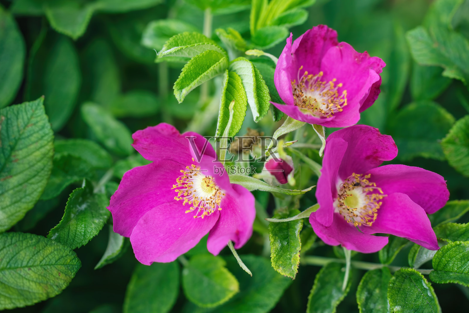 春日盛开的粉红野玫瑰照片摄影图片