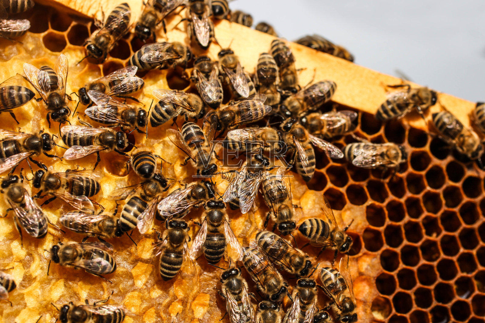 蜜蜂在蜂巢照片摄影图片