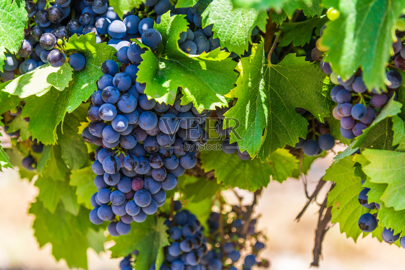 在一个阳光明媚的日子里，门多萨葡萄园里的葡萄藤上挂着红酒葡萄照片摄影图片