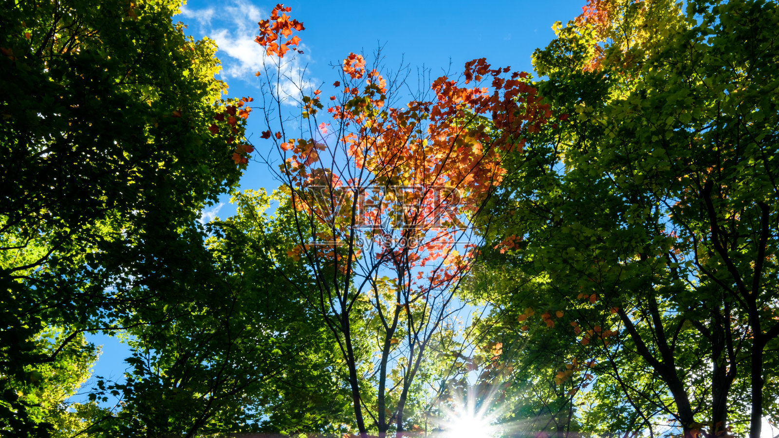 枫玻璃照片摄影图片
