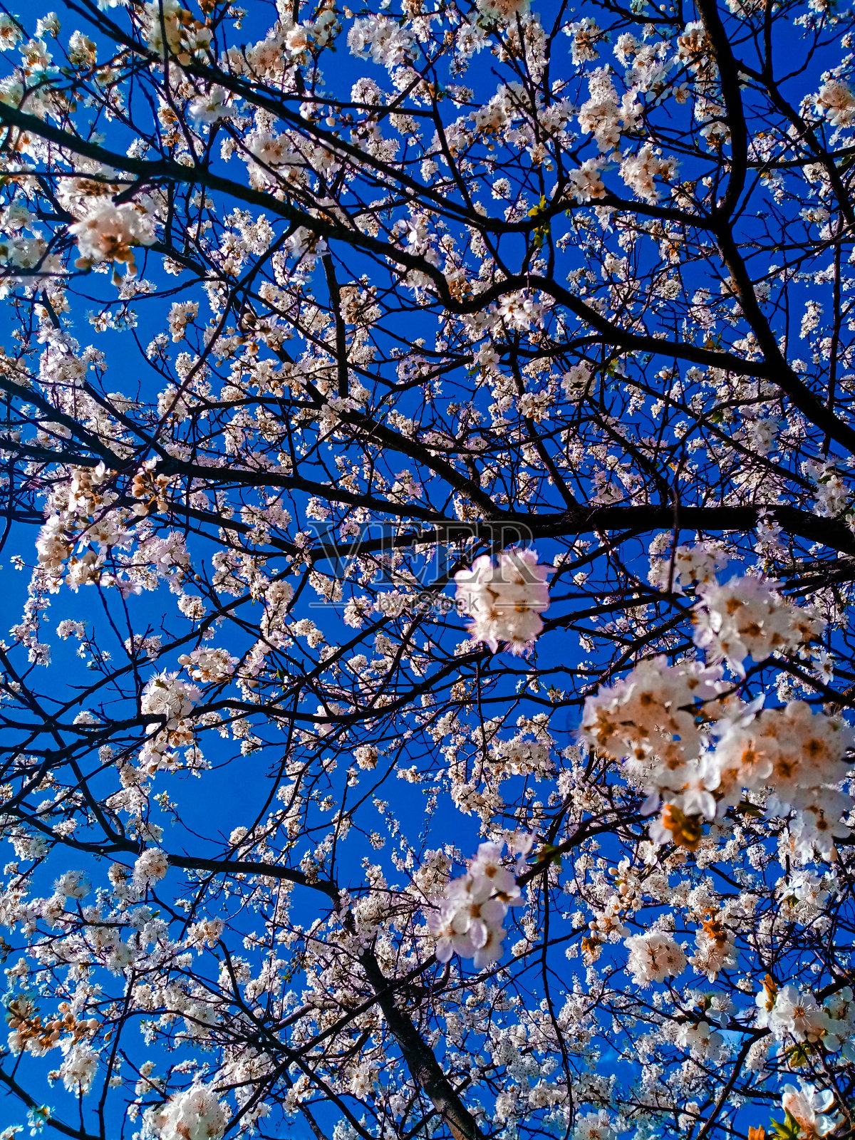 樱桃树照片摄影图片