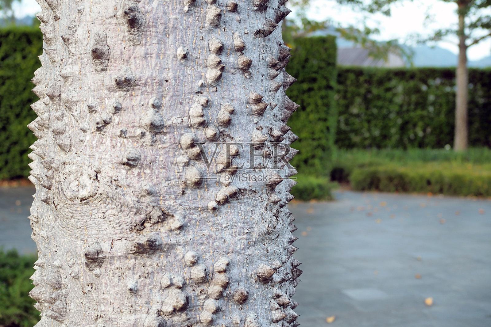 树干有不同的质感，如刺。照片摄影图片