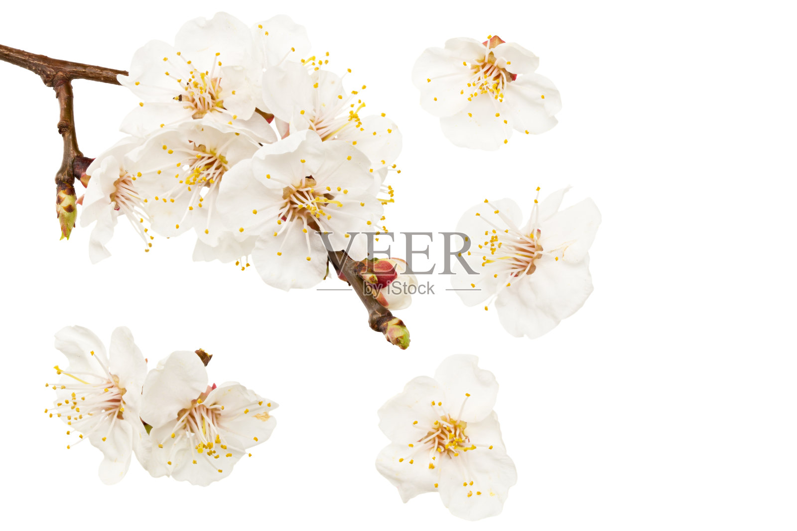 杏花孤立在白色背景上。白色的花朵。俯视图照片摄影图片