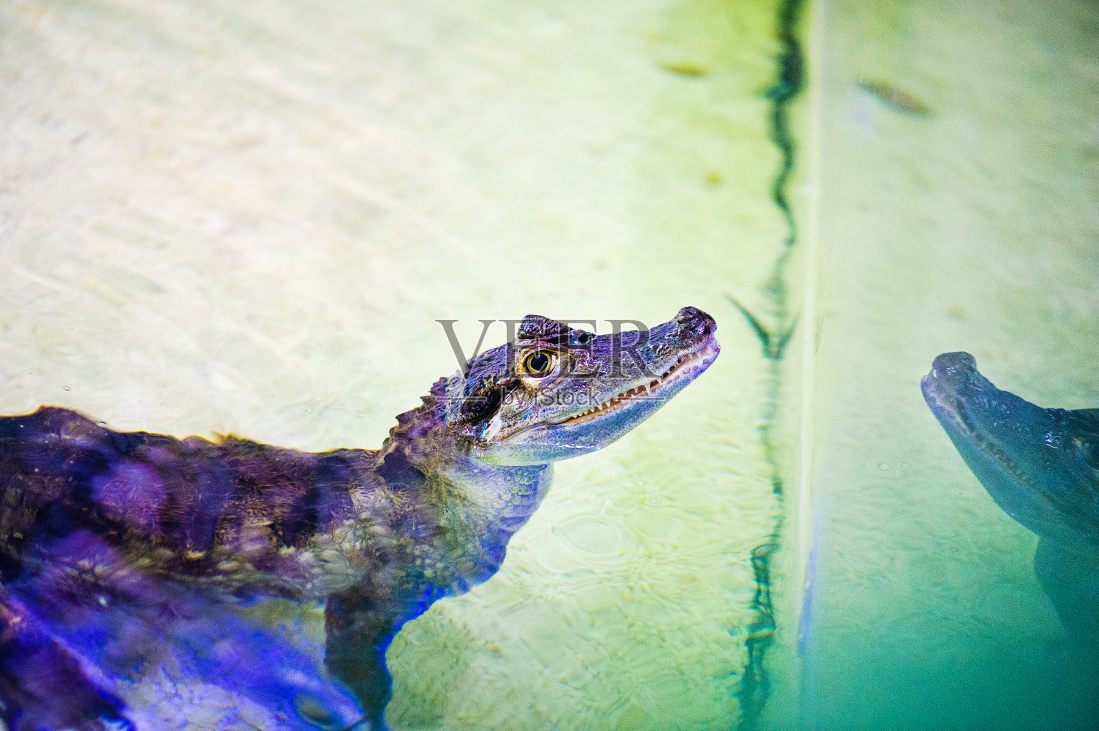 一只可怕的鳄鱼的肖像。照片摄影图片