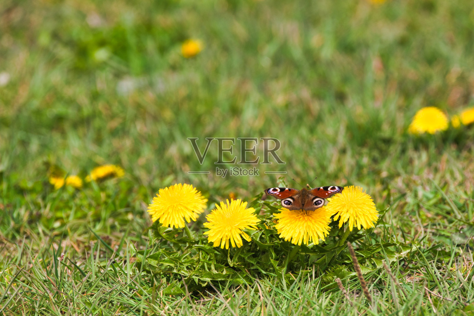 蒲公英和蝴蝶照片摄影图片