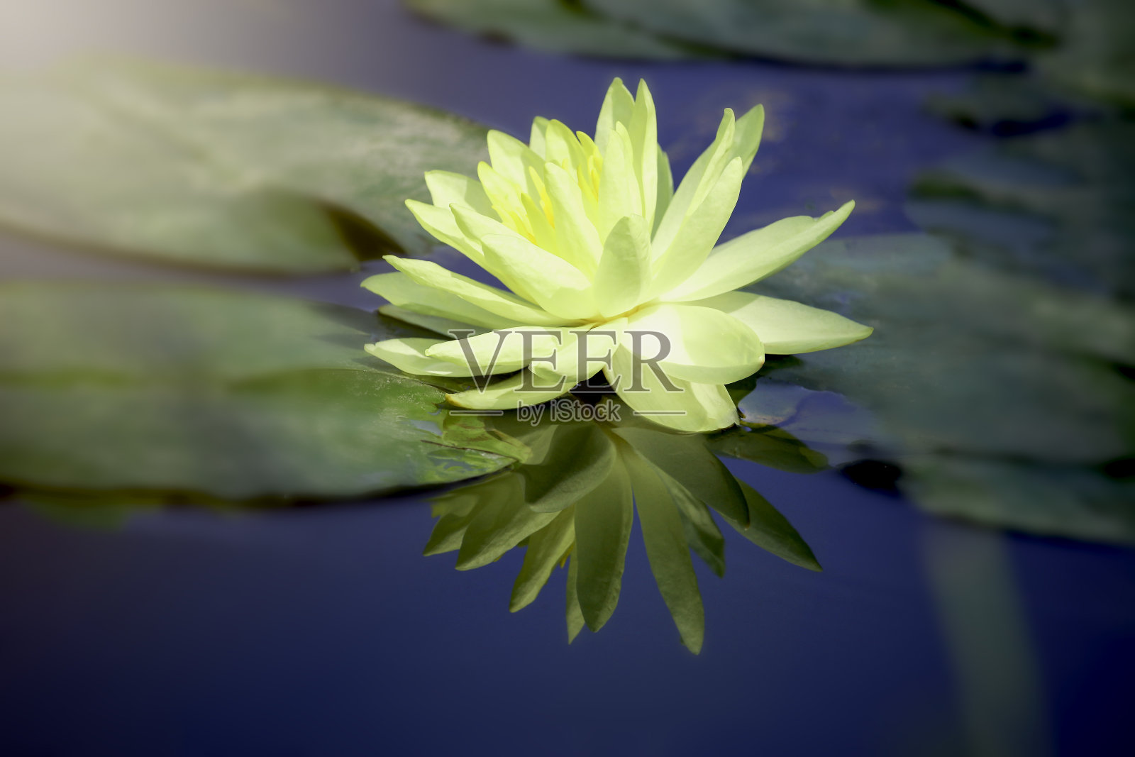 美丽的黄色睡莲莲花盛开在水面上。荷花映水塘。照片摄影图片