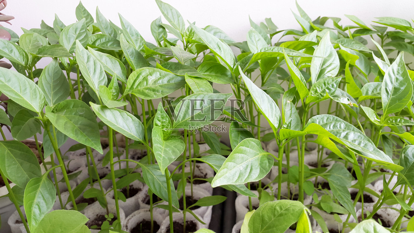 青椒幼苗-植物在春天照片摄影图片