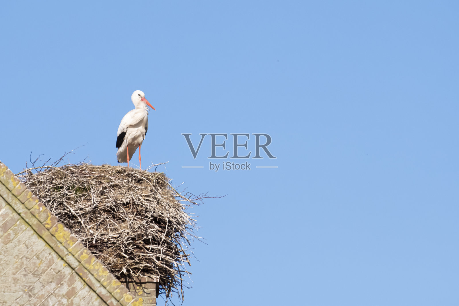 一只鹳站在鸟巢的烟囱上，风吹过羽毛，背景是蓝色的天空照片摄影图片