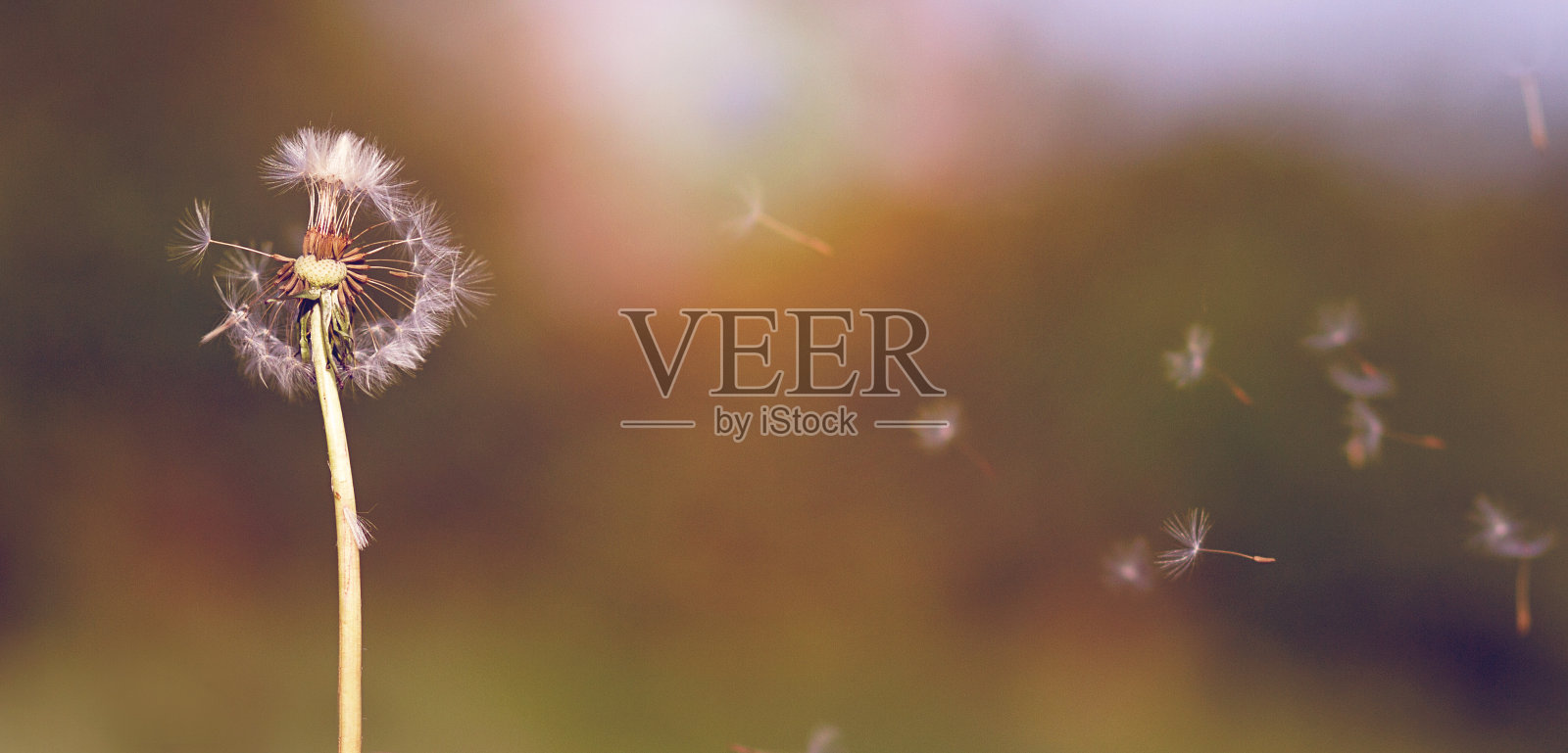 一个蒲公英的种子飞走的特写照片摄影图片