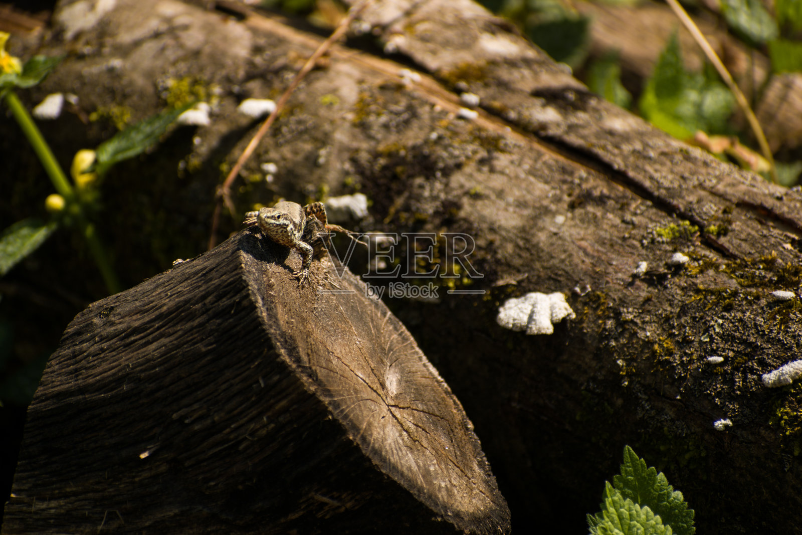 小蜥蜴在自然界的树上跺脚照片摄影图片