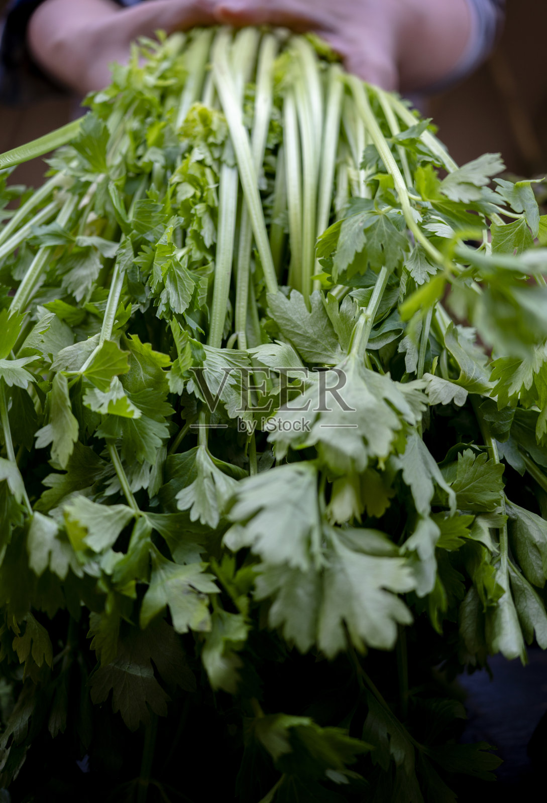手捧一捧鲜芹菜照片摄影图片