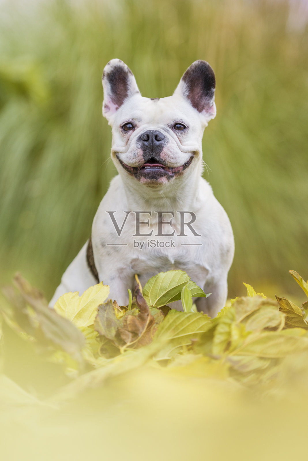 一只法国斗牛犬坐在公园的树叶床上看着摄像机。照片摄影图片