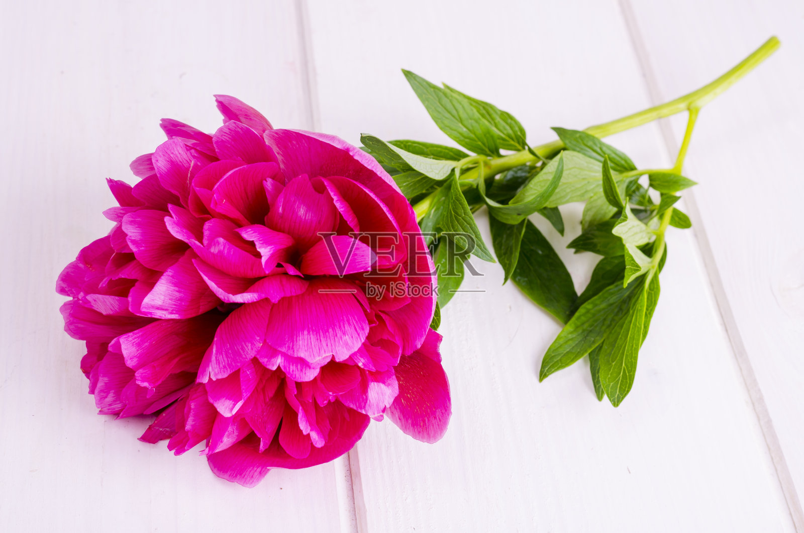 白色木桌上放着粉红色的牡丹花。照片摄影图片