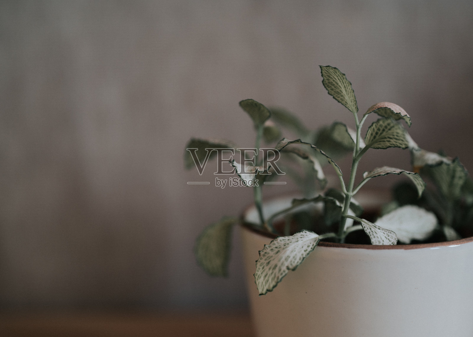 有拷贝空间的盆栽照片摄影图片