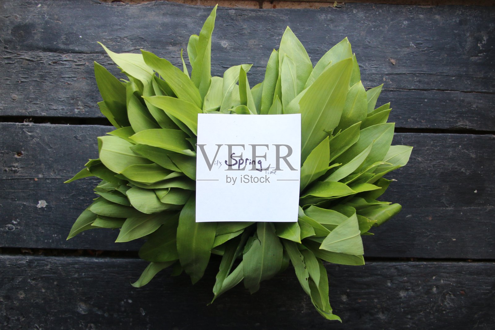 这是春天的创意概念。照片摄影图片