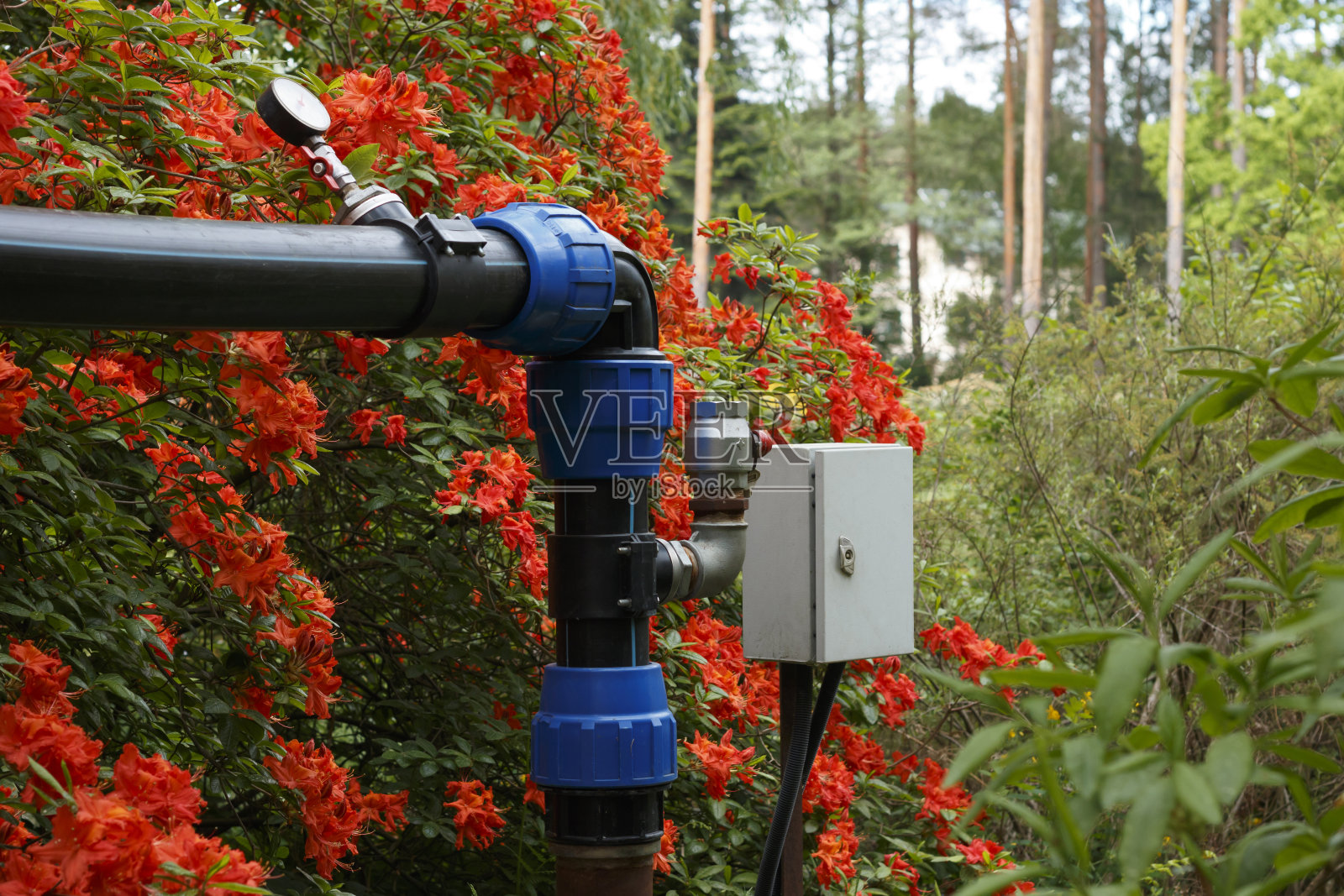 大杜鹃花，花园里的杜鹃花。照片摄影图片