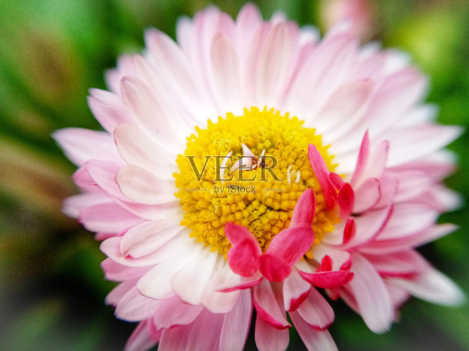 春天的花朵照片摄影图片