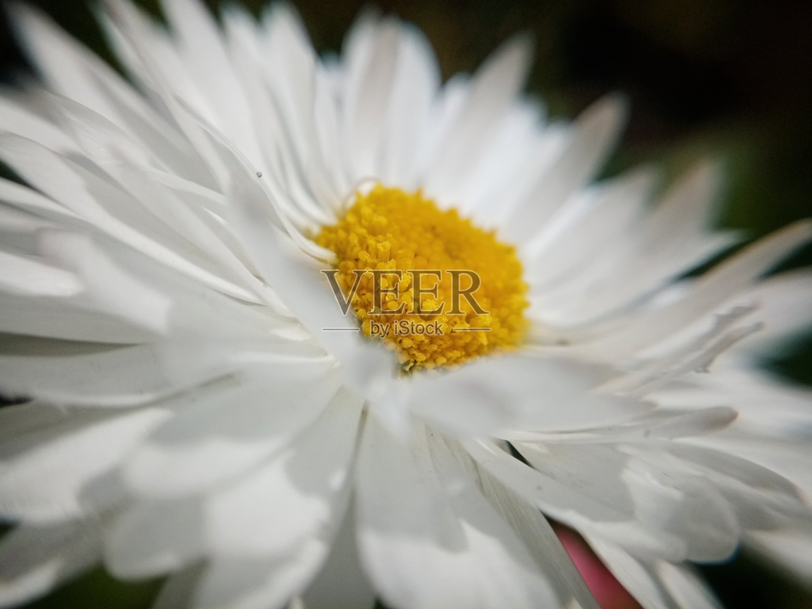 春天的花朵照片摄影图片