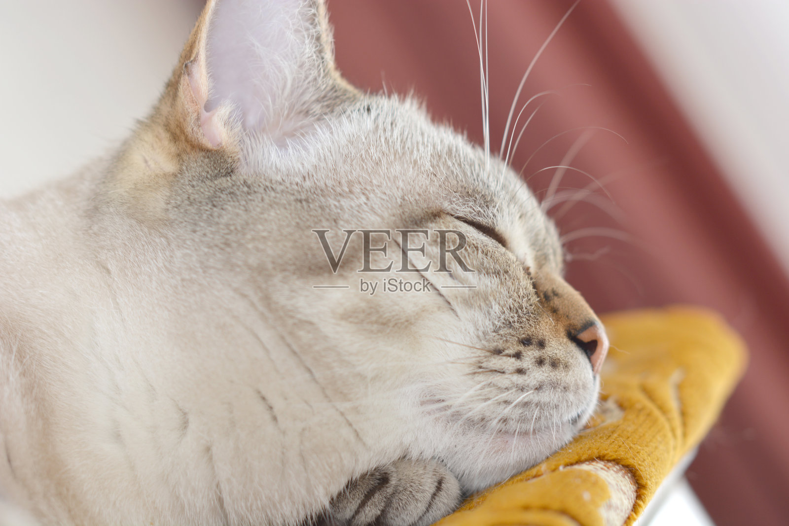 苏格兰直猫在床上睡觉照片摄影图片