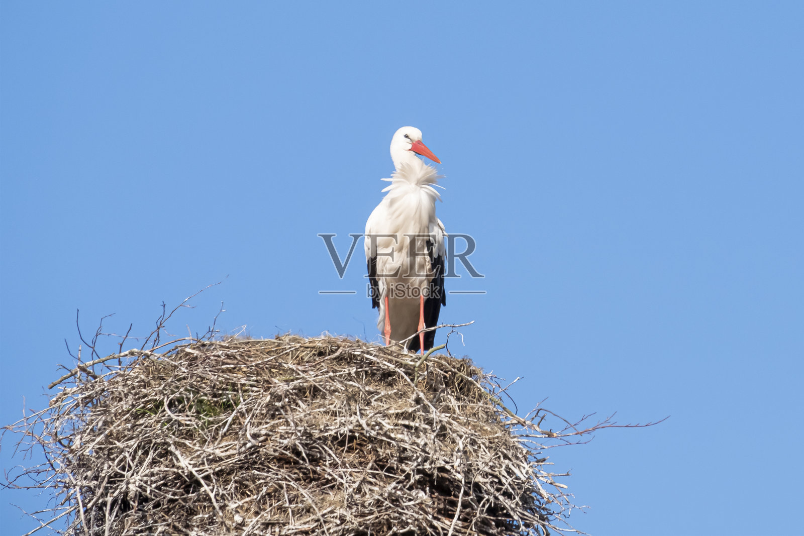 春天，一只鹳站在烟囱上的巢里，背景是蓝天照片摄影图片