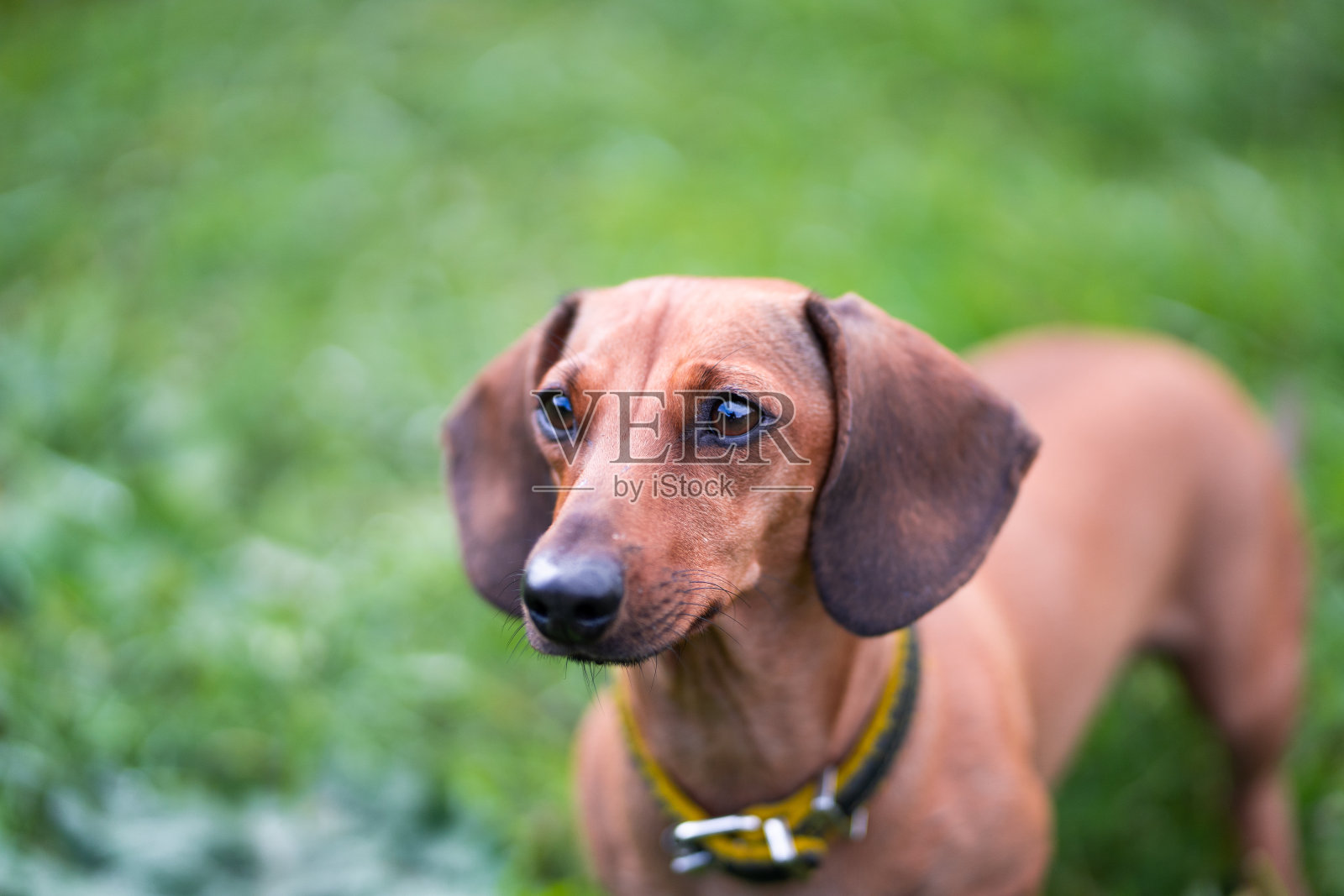 迷你腊肠户外肖像草照片摄影图片