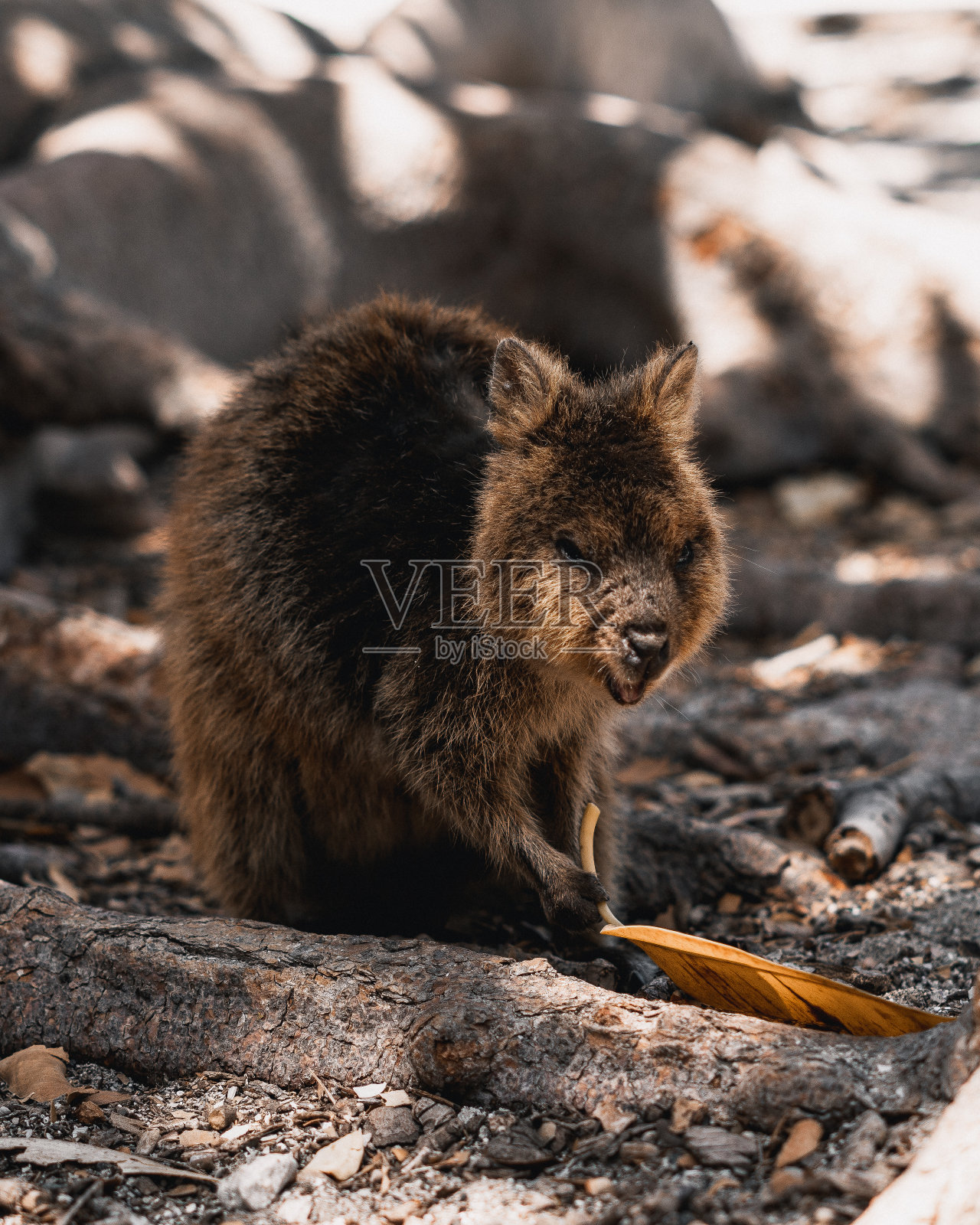 罗特内斯特岛的科卡照片摄影图片