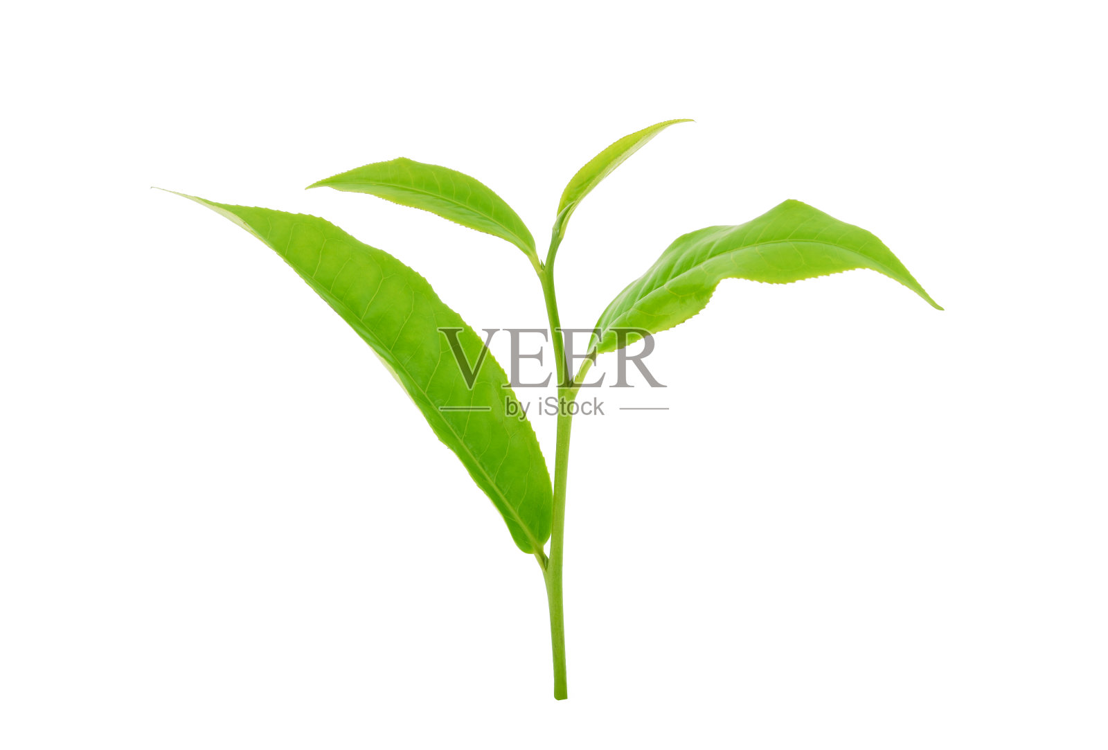 白色背景上孤立的绿茶叶子照片摄影图片