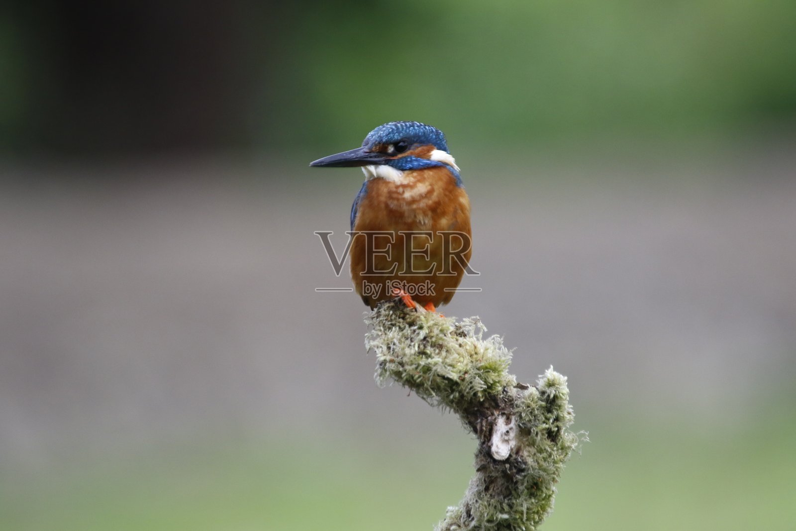 雄性翠鸟栖息钓鱼照片摄影图片