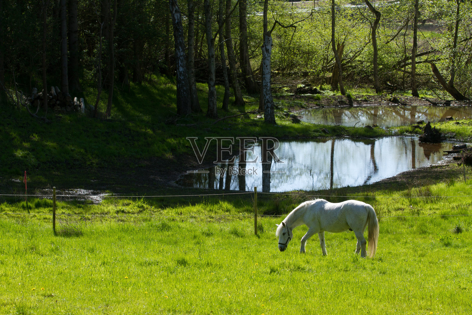 丹麦，斯堪的那维亚，大自然中的马照片摄影图片