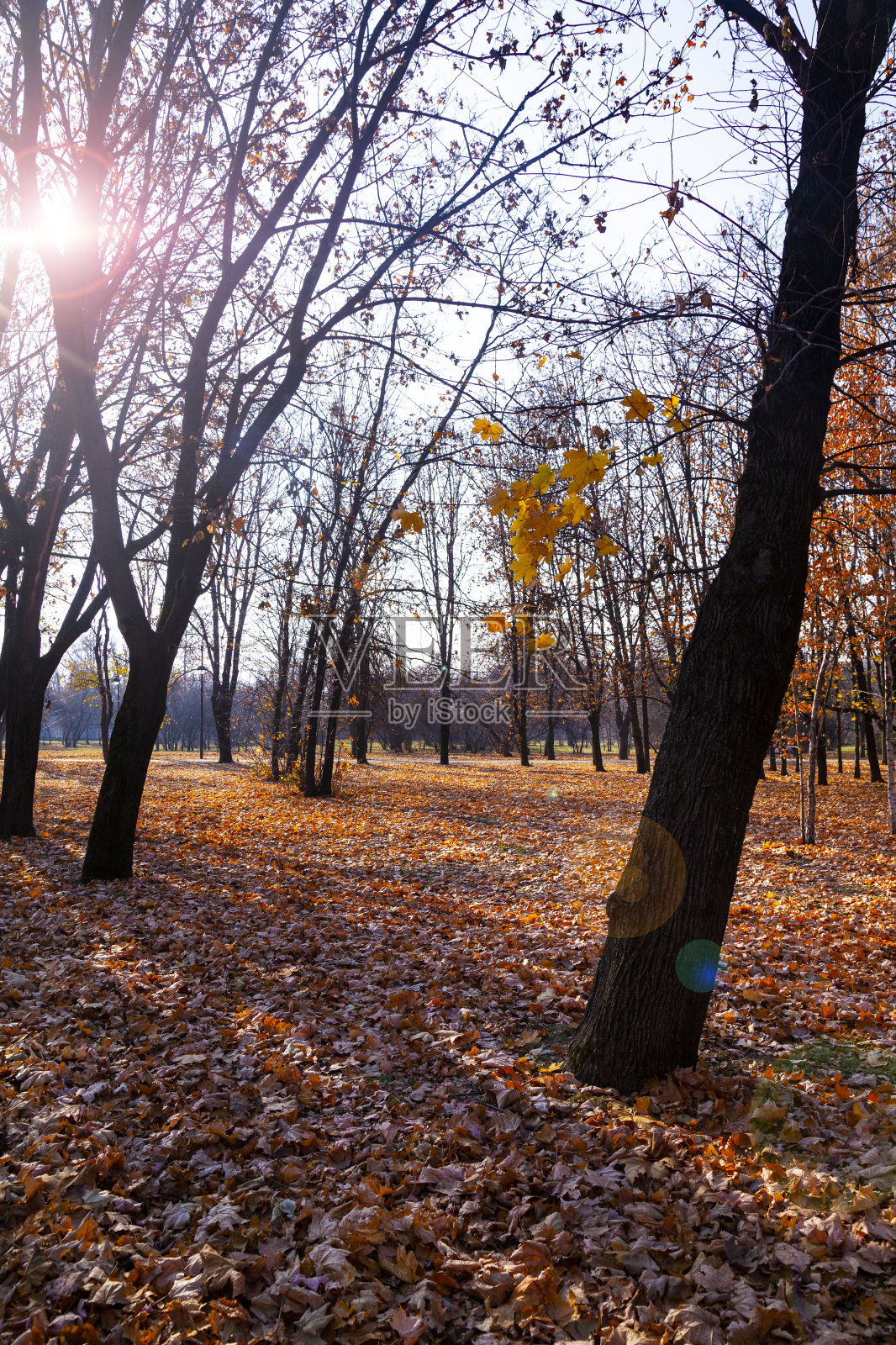 美丽的秋天的公园。照片摄影图片