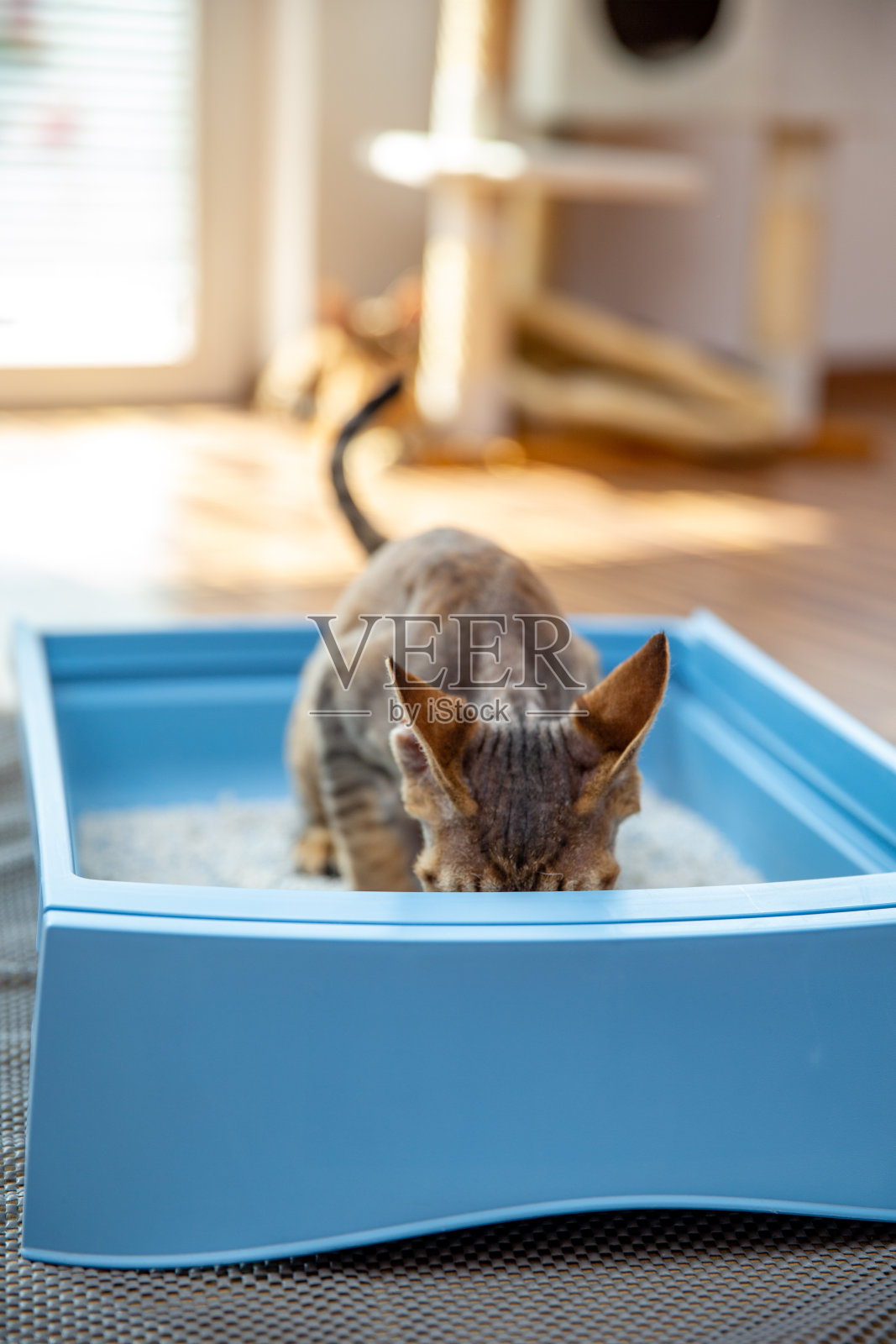 害羞的小猫躲在塑料猫砂盒-库存照片照片摄影图片