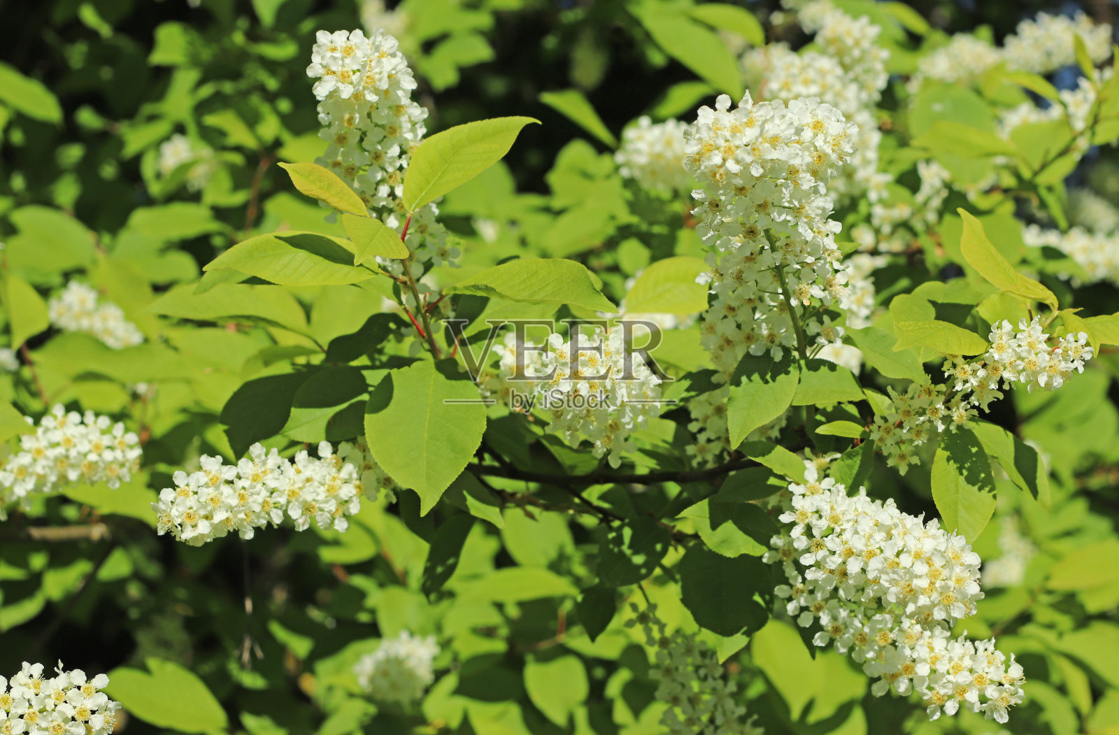 白色开花的灌木或树照片摄影图片