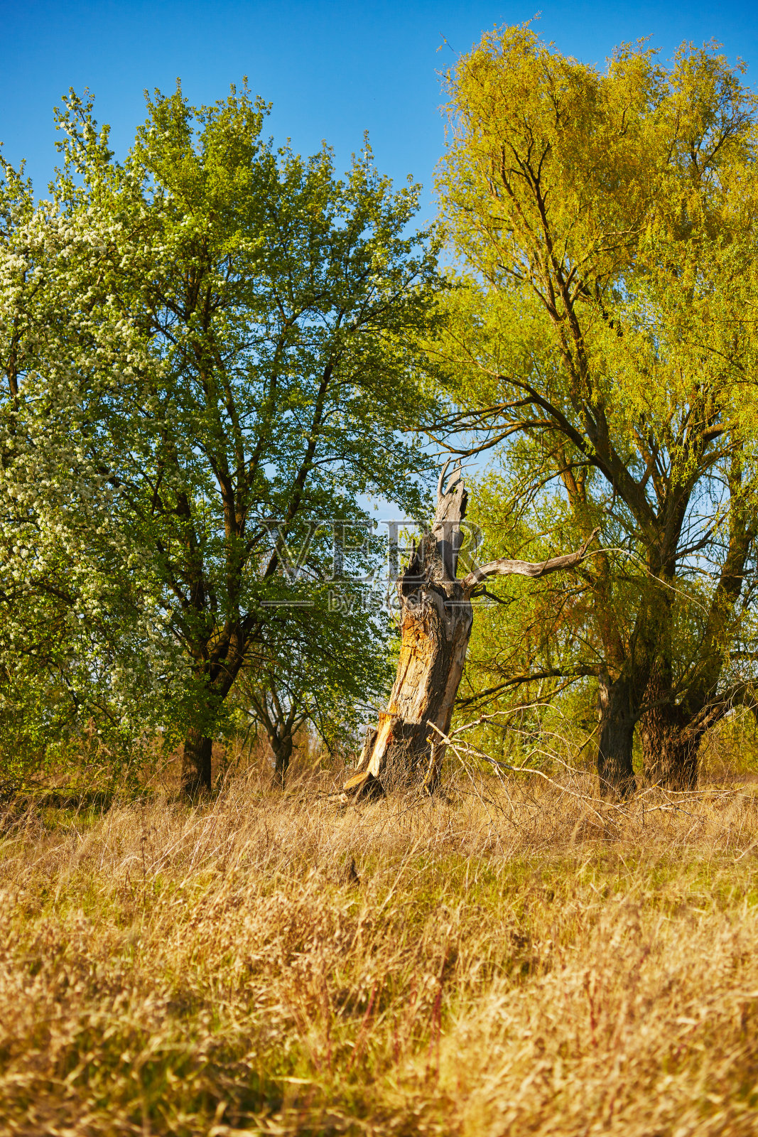 春天的树木在日落的森林里照片摄影图片