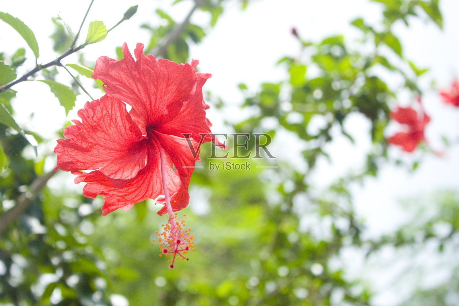 芙蓉照片摄影图片