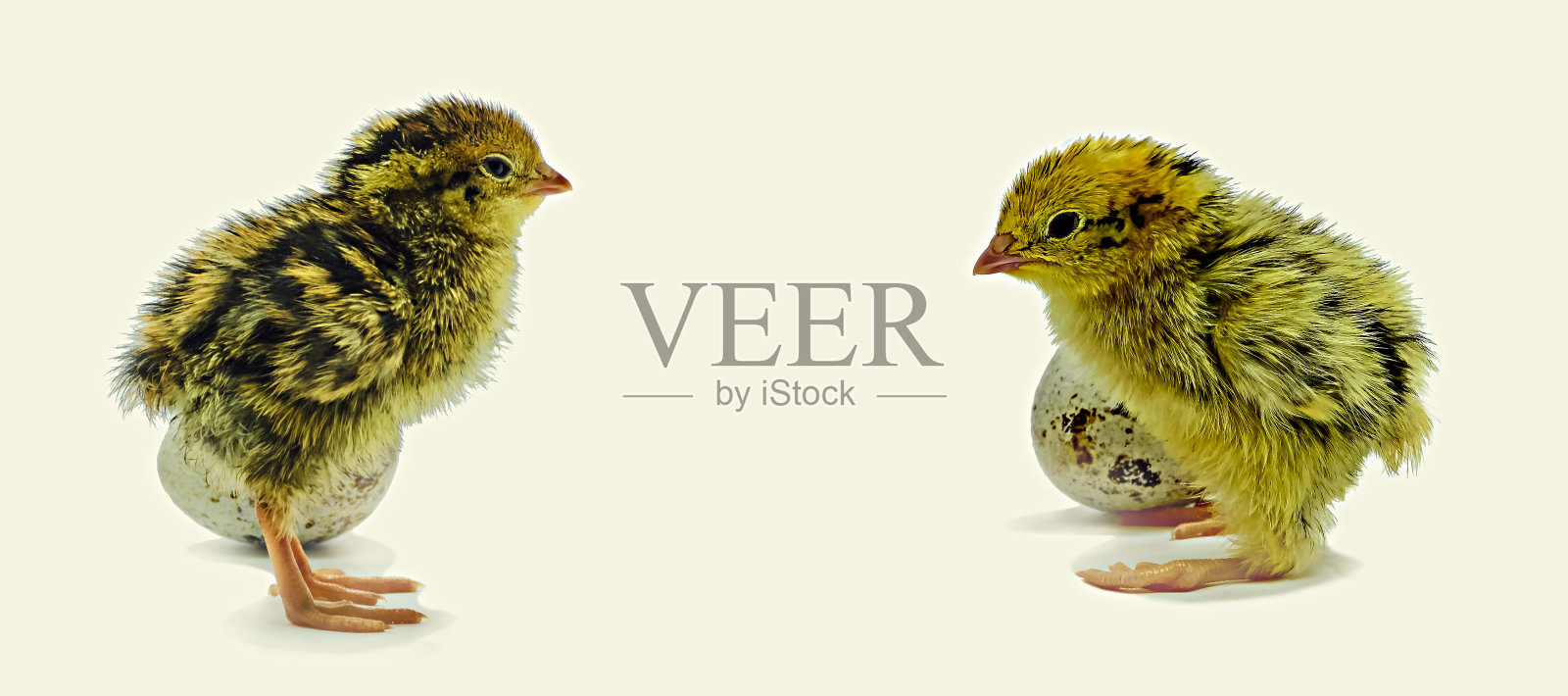 孵化后的鹌鹑鸡照片摄影图片