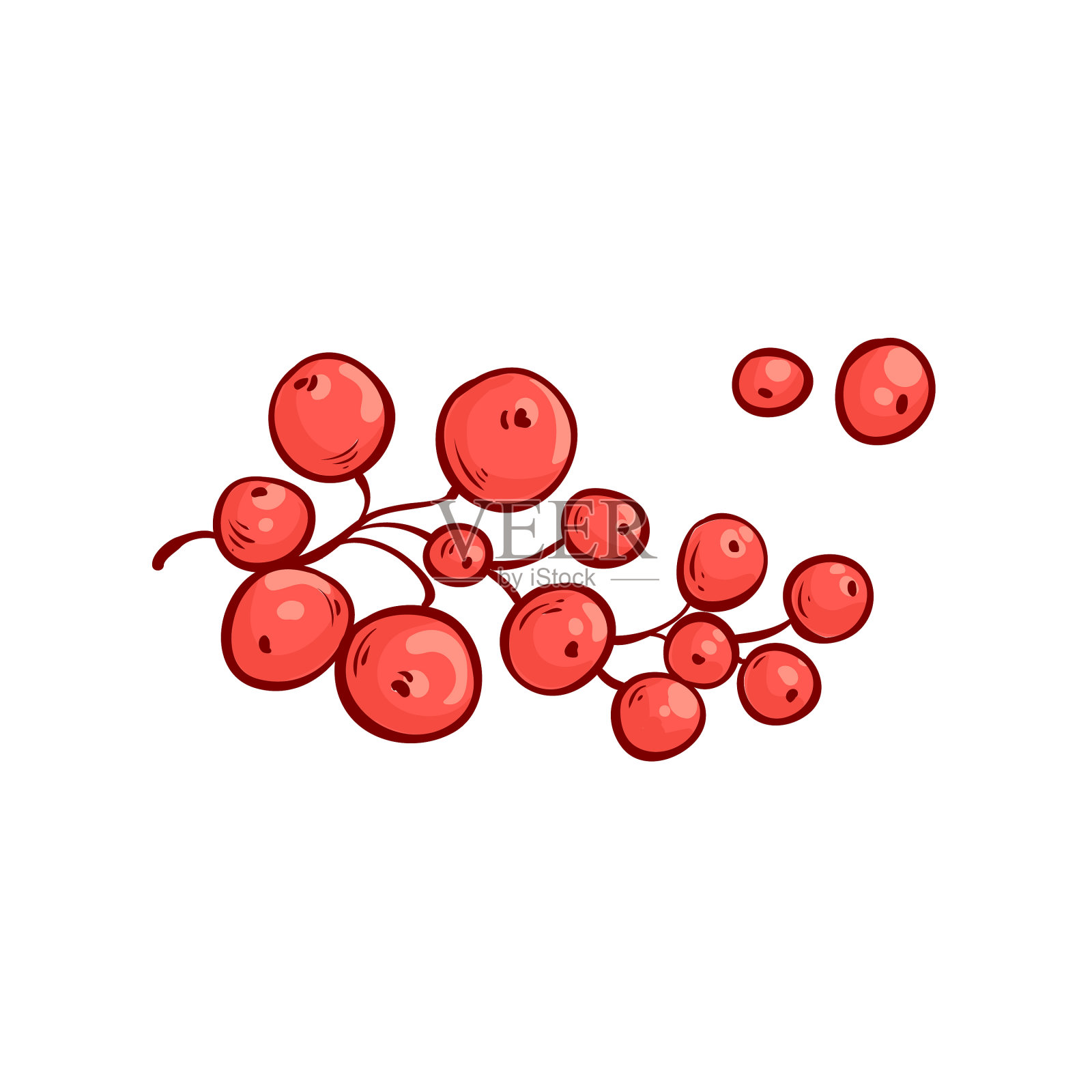 束红醋栗果素描插画图片素材