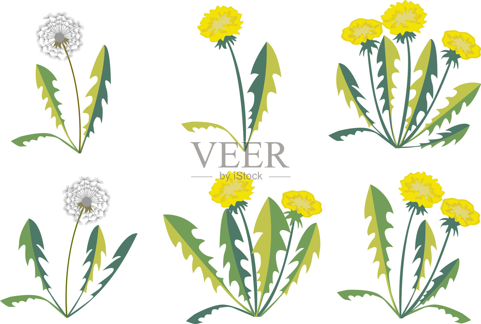 设置蒲公英在白色的背景图标素材