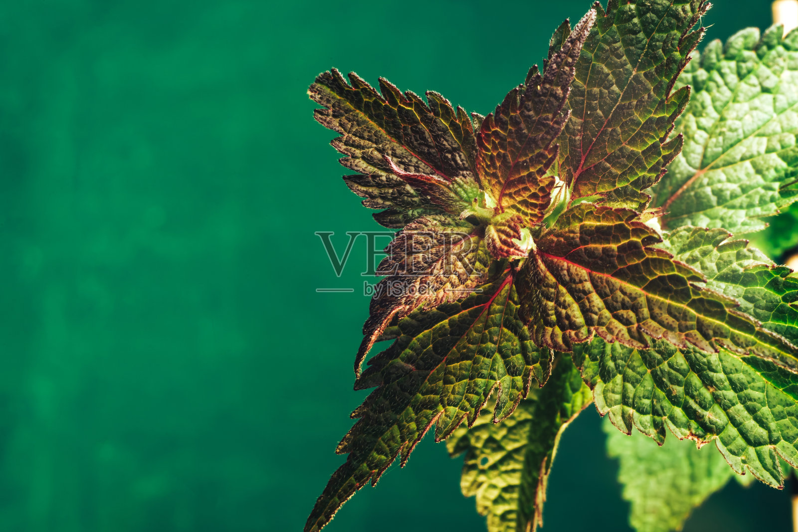 美丽的植物叶子(Lamium purpureum)在绿色的背景纹理。微距摄影的看法。照片摄影图片