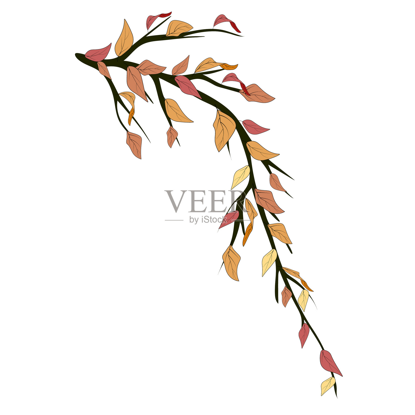 用秋叶素描树枝庆祝插画图片素材