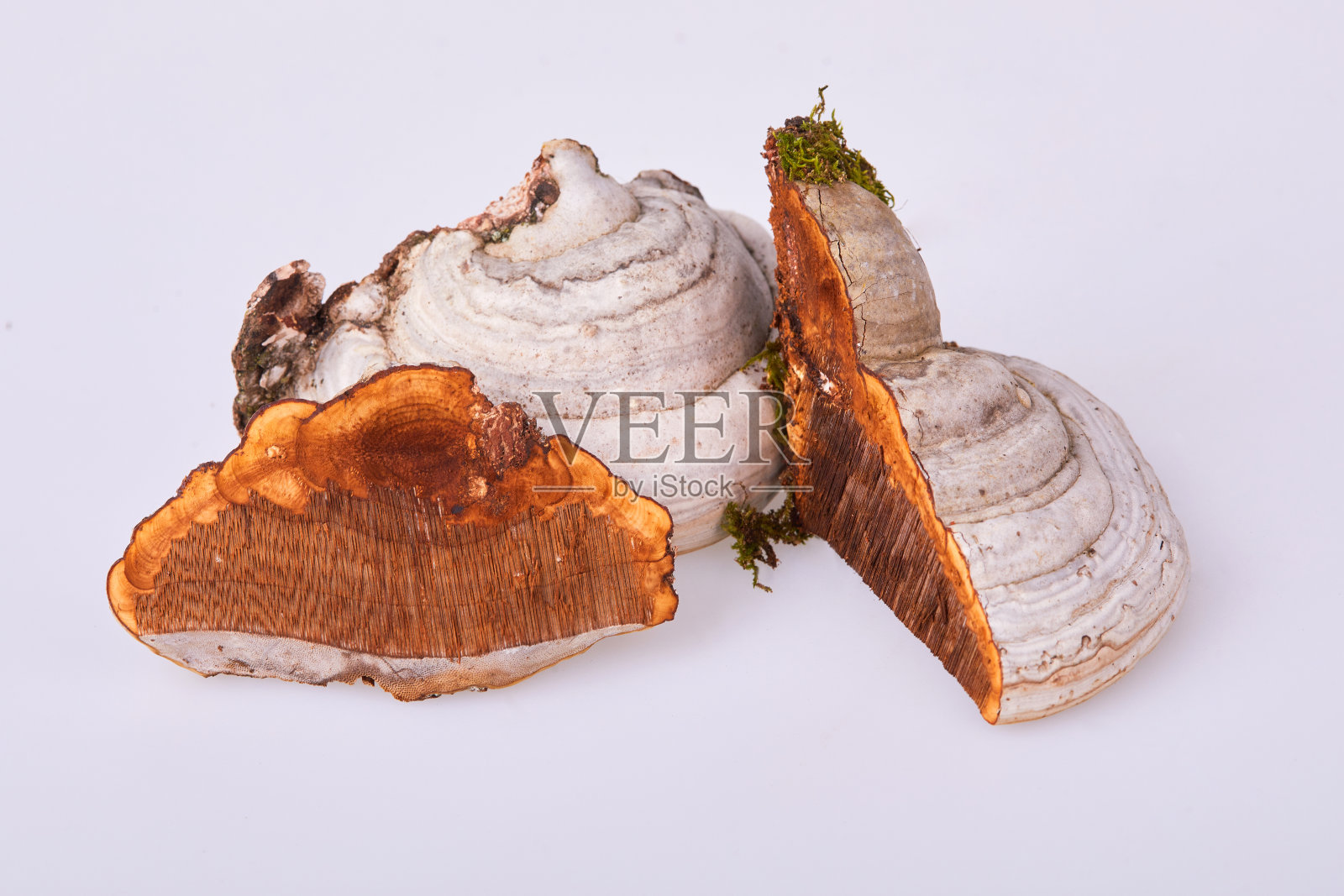 Fomes fomentarius是一种蘑菇照片摄影图片