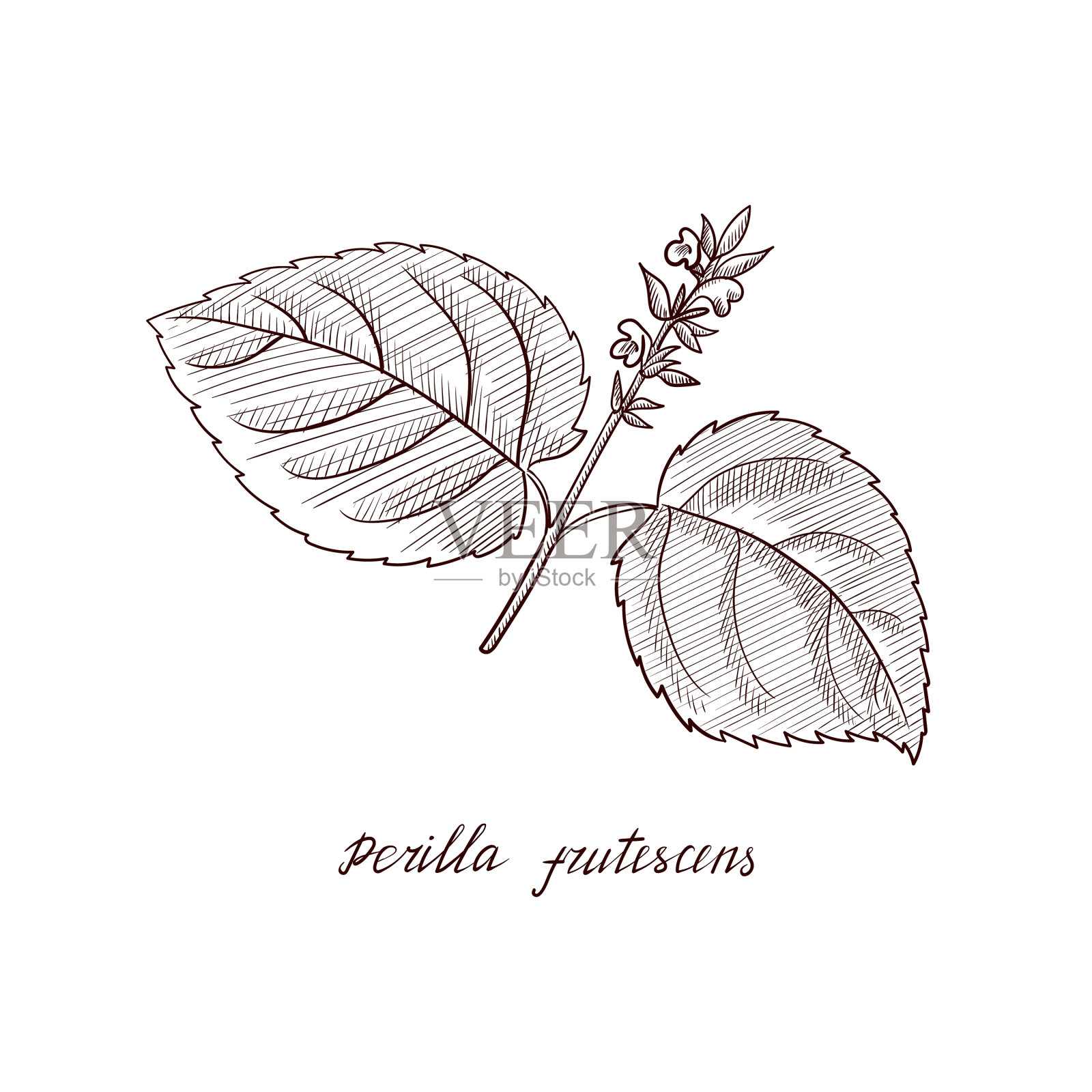 图为紫苏属植物插画图片素材