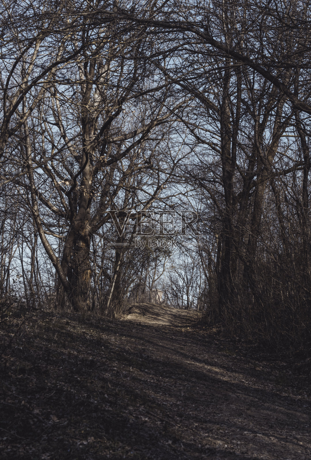 Treescape冬天照片摄影图片