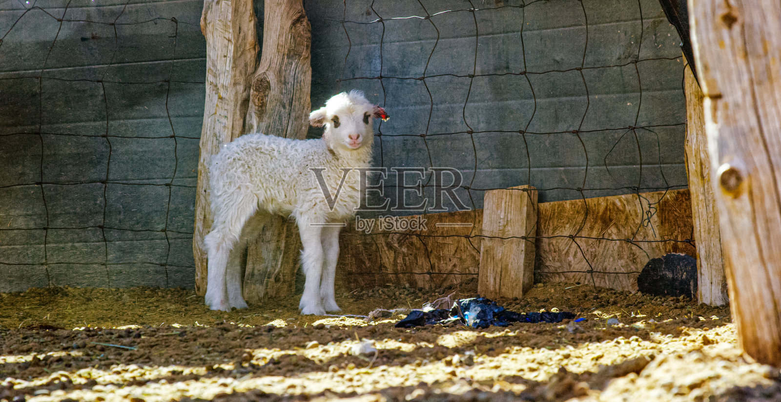 在一个阳光明媚的日子里，一只小羊站在围栏围起来的牧场上看着摄像机照片摄影图片