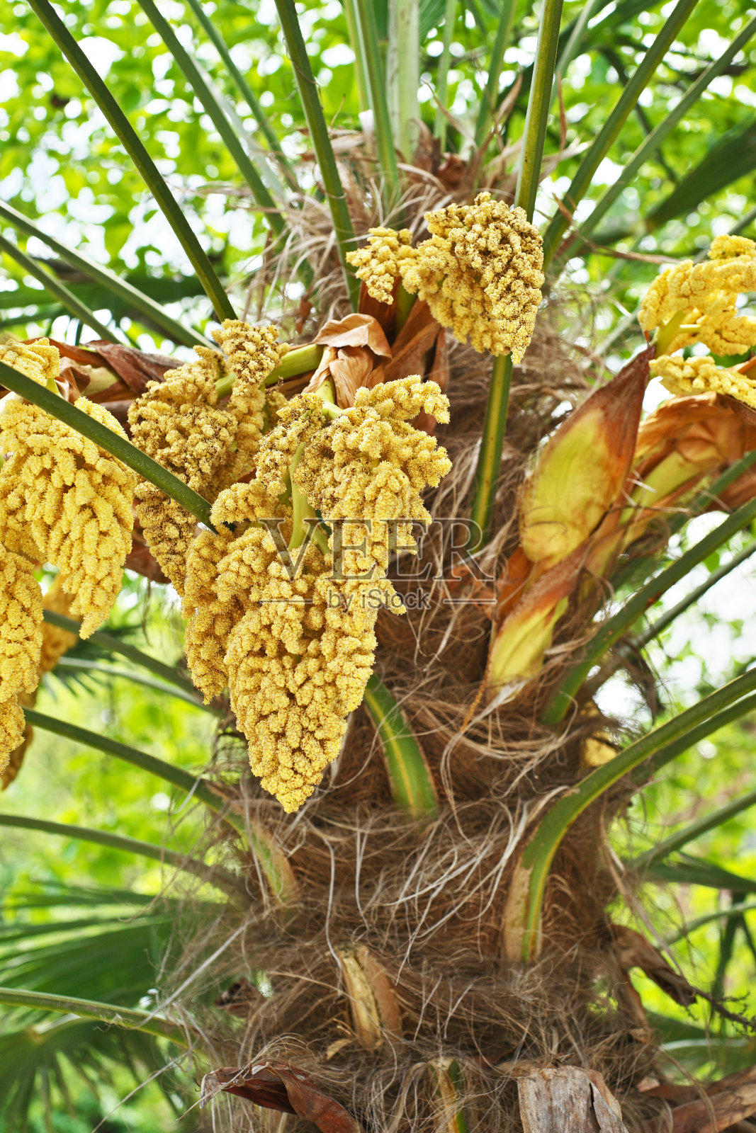 棕榈树照片摄影图片