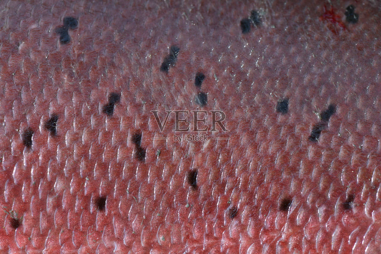 阿拉斯加，国王鲑鱼的鳞片照片摄影图片