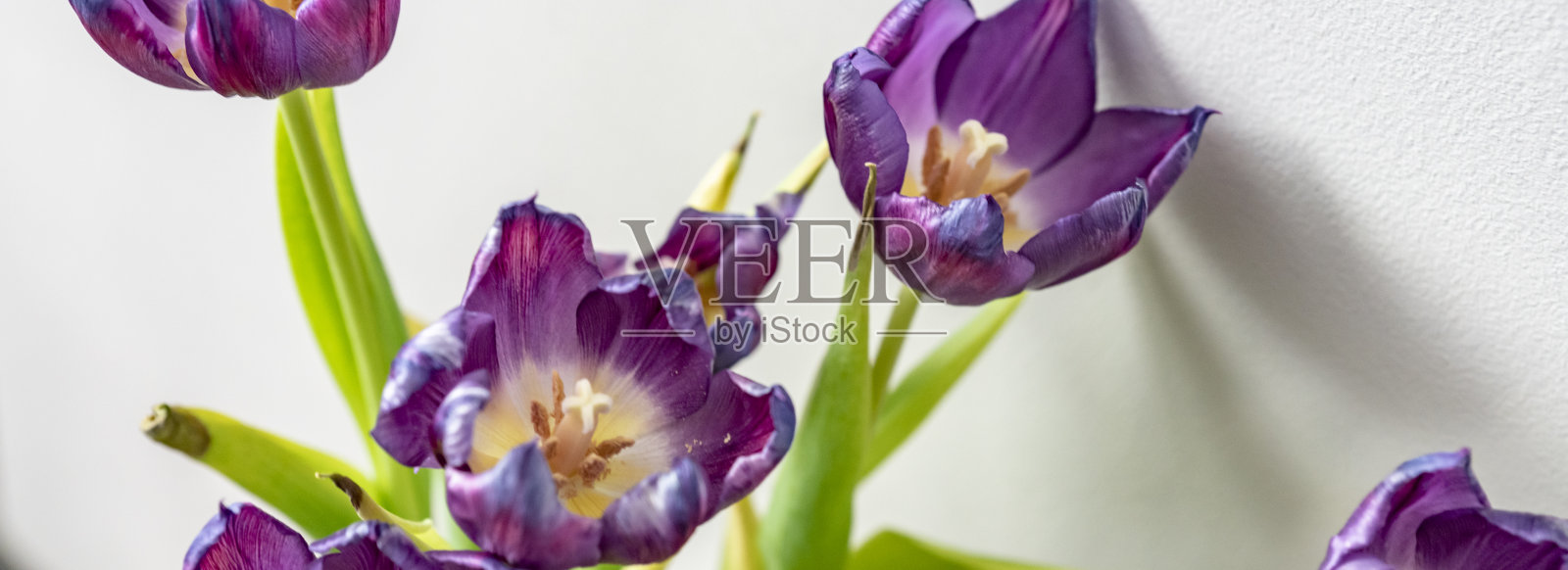 紫色郁金香照片摄影图片