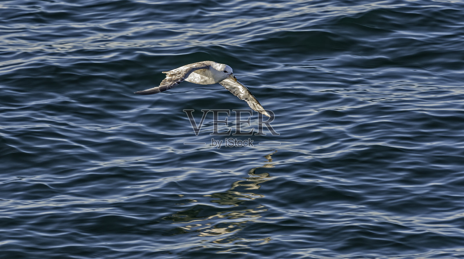 北富尔马，富尔马冰川，是一种非常丰富的海鸟，发现主要在亚北极地区的北大西洋和北太平洋。科德Achchen,俄罗斯。飞行。照片摄影图片